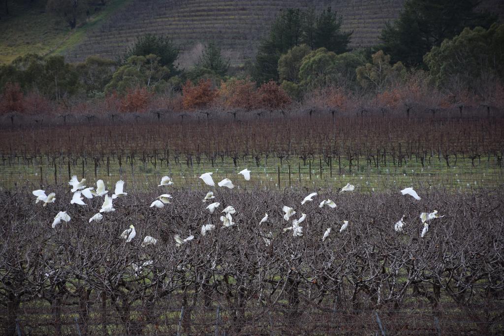 Borrodell Vineyard Hotel Orange Exterior photo